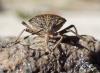 Rhaphigaster nebulosa